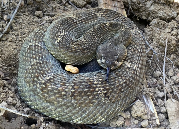 Northern Pacific Rattlesnake